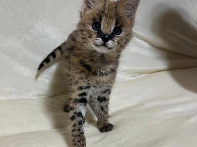 Gatitos serval exóticos de alta calidad disponibles