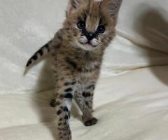 Gatitos serval exóticos de alta calidad disponibles