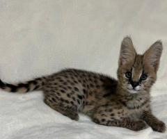 Gatitos serval exóticos de alta calidad disponibles