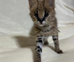 Gatitos serval exóticos de alta calidad disponibles