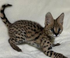 Gatitos serval exóticos de alta calidad disponibles