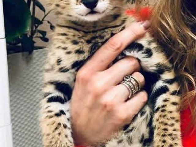 Gatitos de serval y caracal y hermosa Savannah