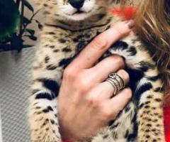  Gatitos de serval y caracal y hermosa Savannah