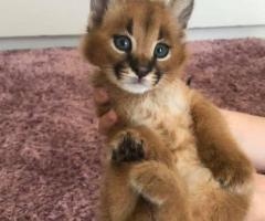  Gatitos de serval y caracal y hermosa Savannah