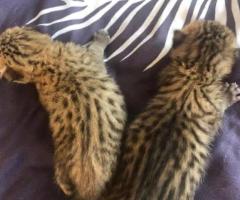  Gatitos de serval y caracal y hermosa Savannah