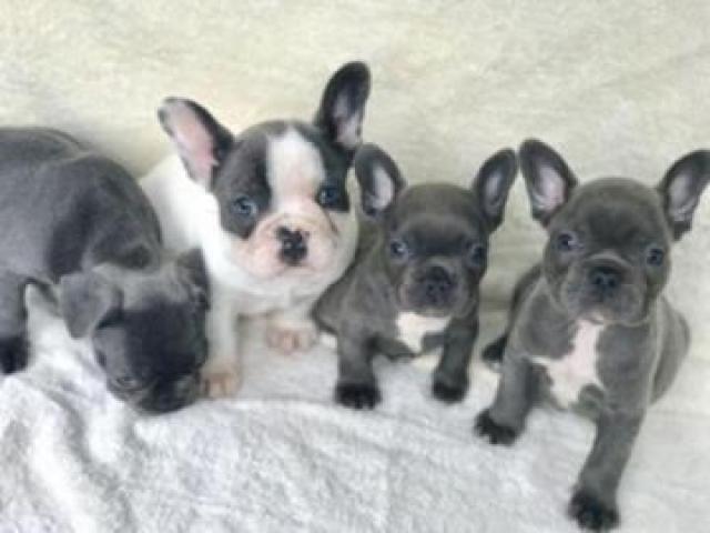 Cachorros de Bulldog Francés (machos y hembras) entrenados