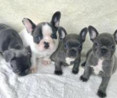 Cachorros de Bulldog Francés (machos y hembras) entrenados