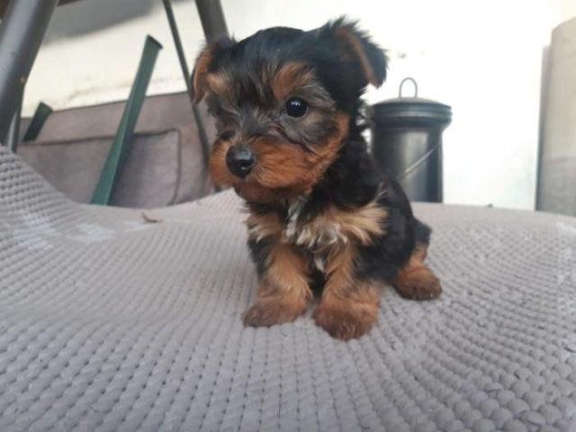 Cachorros Yorkshire Terrier Miniatura