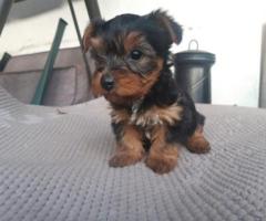 Cachorros Yorkshire Terrier Miniatura