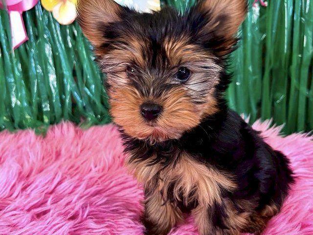 Cachorros Yorkie (Hembra y Macho)