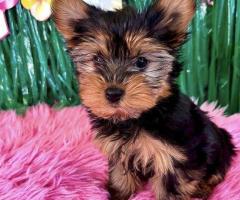 Cachorros Yorkie (Hembra y Macho)