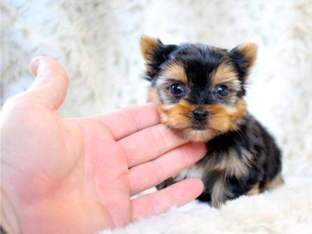 Cachorros Yorkie (Hembra y Macho)