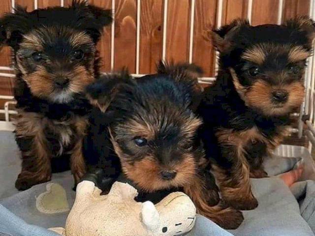 Cachorros Yorkshire Terrier Miniatura