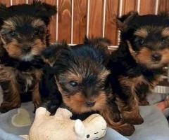 Cachorros Yorkshire Terrier Miniatura