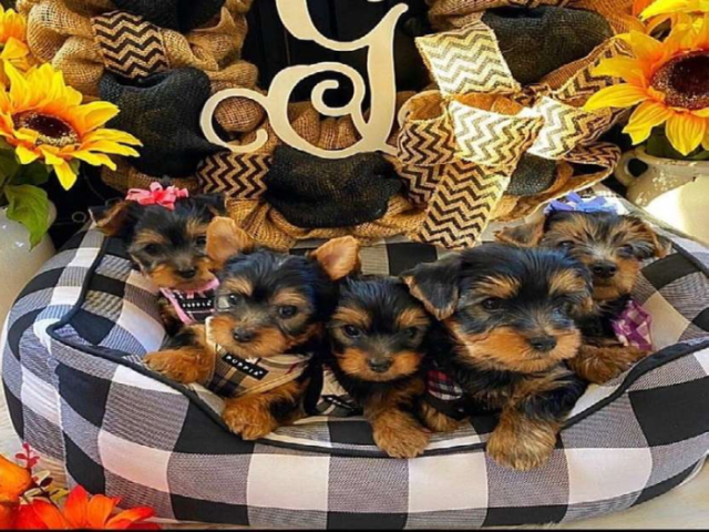 Cachorros Yorkie (Hembra y Macho)