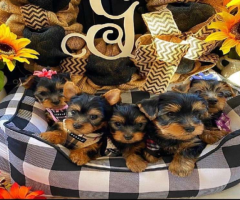 Cachorros Yorkie (Hembra y Macho)