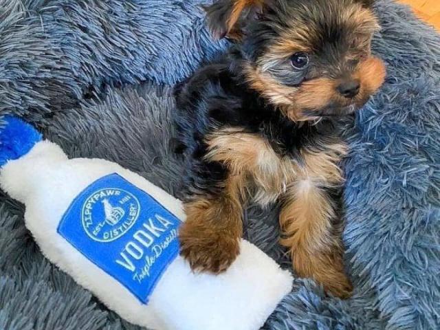 Cachorros Yorkie (Hembra y Macho)