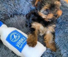Cachorros Yorkie (Hembra y Macho)