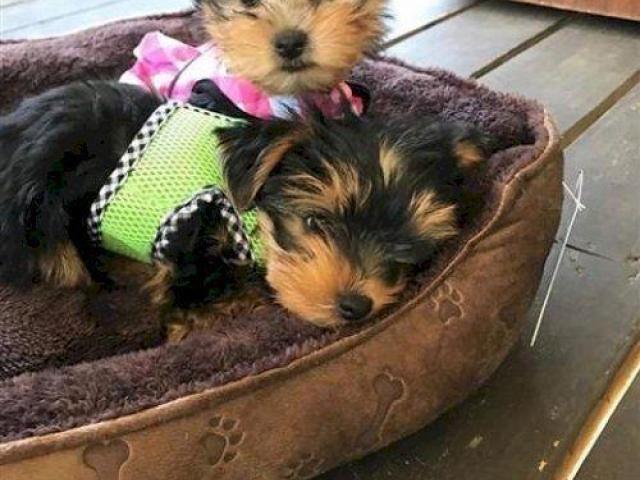 Cachorros Yorkshire Terrier Miniatura