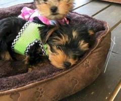 Cachorros Yorkshire Terrier Miniatura