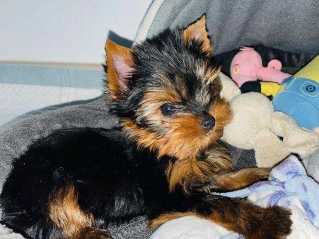 Cachorros Yorkshire Terrier Miniatura