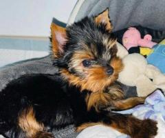 Cachorros Yorkshire Terrier Miniatura