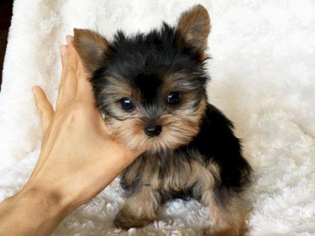 Cachorros Yorkshire Terrier Miniatura