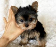 Cachorros Yorkshire Terrier Miniatura