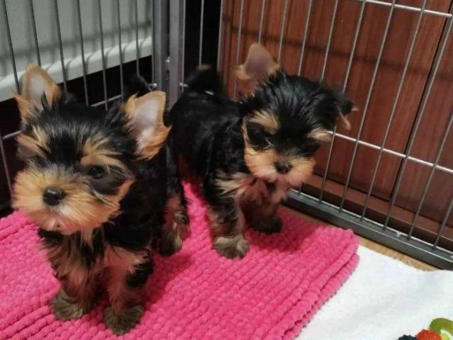 Cachorros Yorkie (Hembra y Macho)