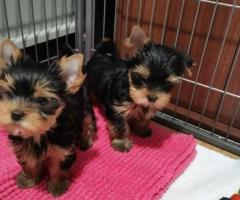 Cachorros Yorkie (Hembra y Macho)