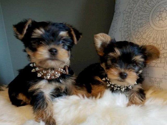 Cachorros Yorkshire Terrier Miniatura