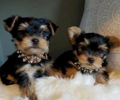 Cachorros Yorkshire Terrier Miniatura