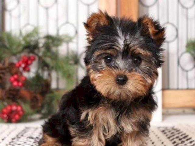 Cachorros Yorkshire Terrier Miniatura