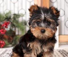 Cachorros Yorkshire Terrier Miniatura