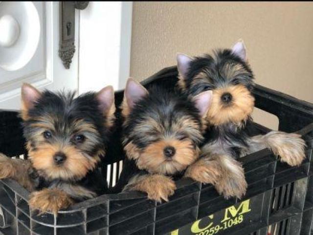 Cachorros Yorkie (Hembra y Macho)