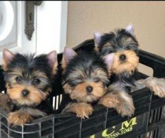 Cachorros Yorkie (Hembra y Macho)