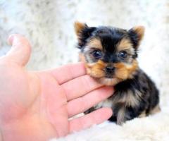 Cachorros Yorkshire Terrier Miniatura