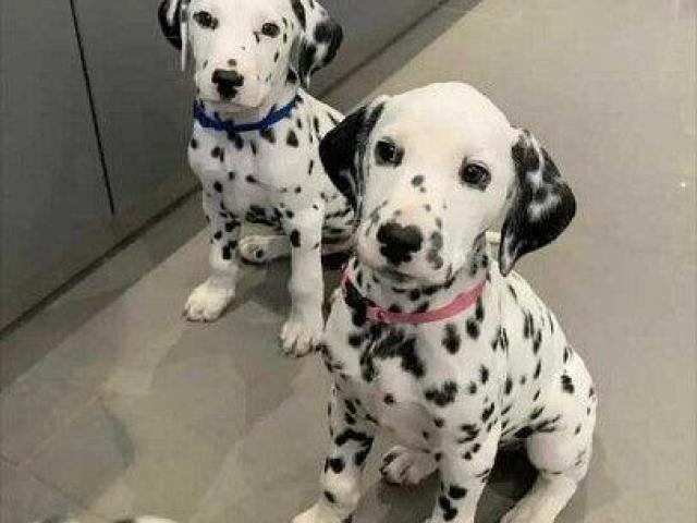 Cachorros de Gran Danés sanos y hermosos disponibles.