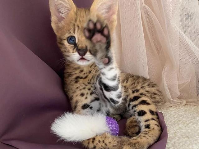 Ofrecemos gatitos Savannah, serval y caracal.