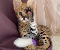 Ofrecemos gatitos Savannah, serval y caracal.