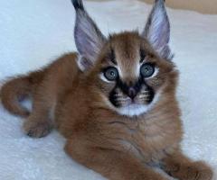 Ofrecemos gatitos Savannah, serval y caracal.