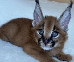 Ofrecemos gatitos Savannah, serval y caracal.